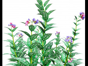 Lungwort flowering plants 3D Model