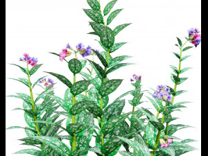 Lungwort flowering plants 3D Model