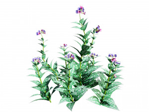 Lungwort flowering plants 3D Model