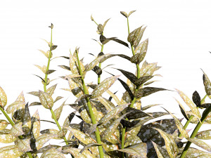 Lungwort flowering plants 3D Model