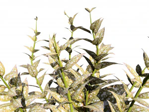 Lungwort flowering plants 3D Model