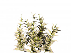 Lungwort flowering plants 3D Model