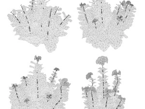 Lungwort flowering plants 3D Model