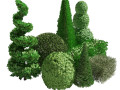 Suffruticosa Boxwood Collection for 3d Landscape 3D Модель