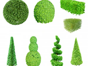 Suffruticosa Boxwood Collection for 3d Landscape 3D Model