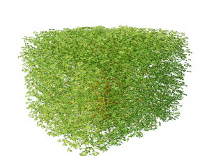 Suffruticosa Boxwood Collection for 3d Landscape 3D Model