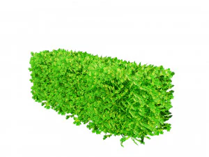 Suffruticosa Boxwood Collection for 3d Landscape 3D Model