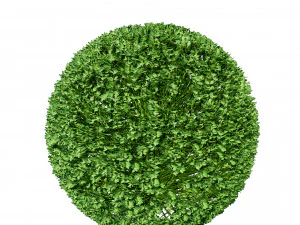 Suffruticosa Boxwood Collection for 3d Landscape 3D Model