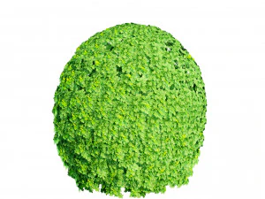 Suffruticosa Boxwood Collection for 3d Landscape 3D Model