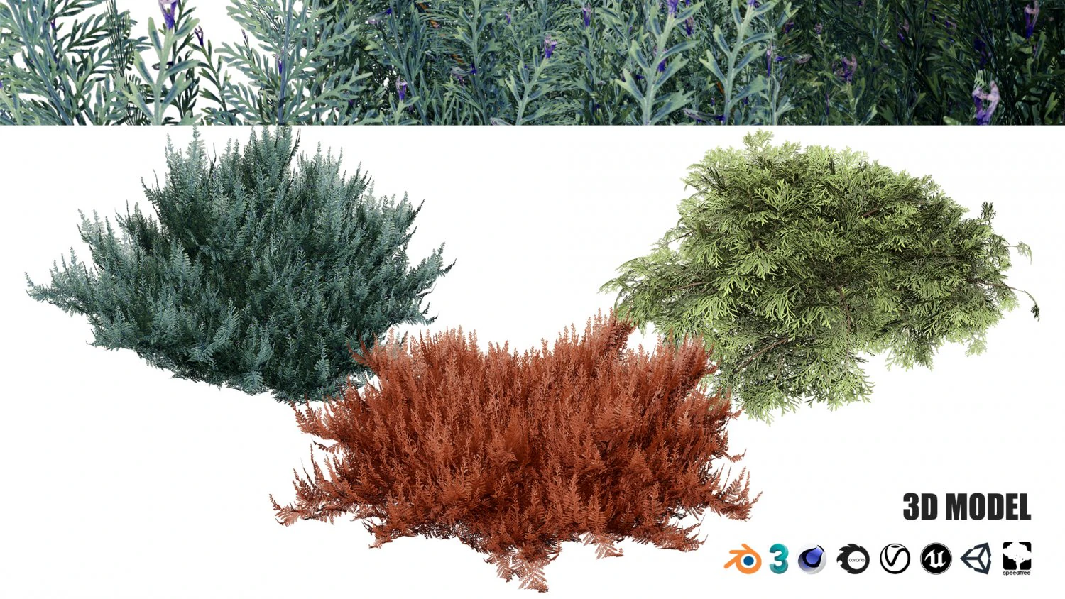 Juniperus horizontalis Bar Harbor 3D Model .c4d .max .obj .3ds .fbx .stl .blend 