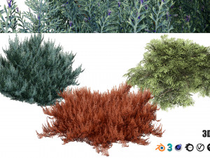 Juniperus horizontalis Bar Harbor 3Dモデル
