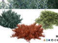 Juniperus horizontalis Bar Harbor 3D 모델