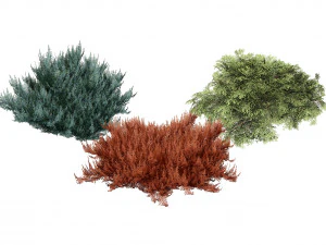 Juniperus horizontalis Bar Harbor 3D Model