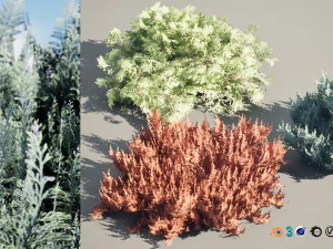Juniperus horizontalis Bar Harbor 3D Model