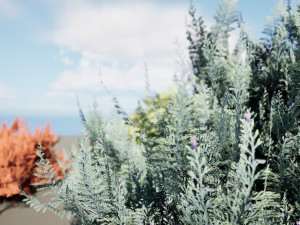 Juniperus horizontalis Bar Harbor 3D Модель