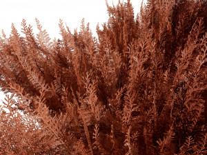 Juniperus horizontalis Bar Harbor 3D Модель