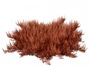 Juniperus horizontalis Bar Harbor 3D Model