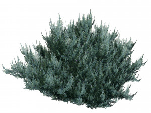Juniperus horizontalis Bar Harbor 3D Модель