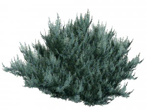 Juniperus horizontalis Bar Harbor 3D Model