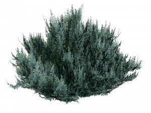 Juniperus horizontalis Bar Harbor 3D Модель