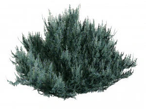 Juniperus horizontalis Bar Harbor 3D Model