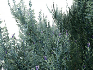 Juniperus horizontalis Bar Harbor 3D Model