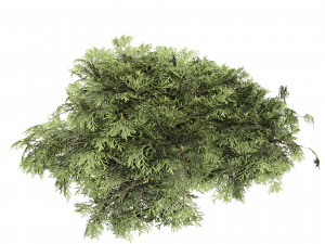 Juniperus horizontalis Bar Harbor 3D Модель