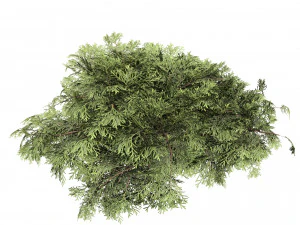 Juniperus horizontalis Bar Harbor 3D Model