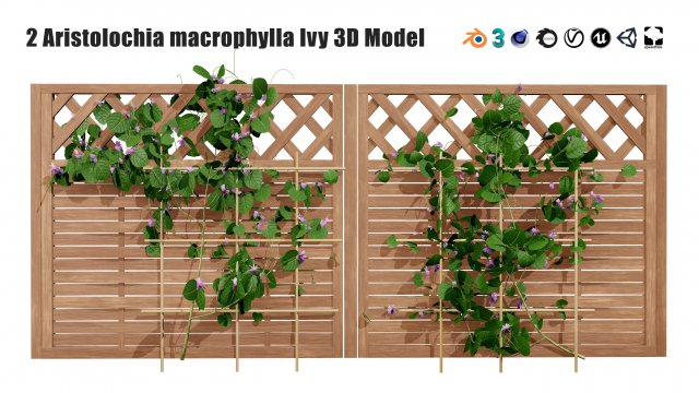 Evergreen Dutchmans Pipe vine 3D Model .c4d .max .obj .3ds .fbx .stl .blend 