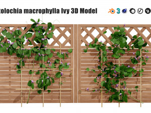 Evergreen Dutchmans Pipe vine 3D Модель