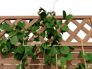 Evergreen Dutchmans Pipe vine 3D Model