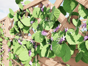 Evergreen Dutchmans Pipe vine 3D Model