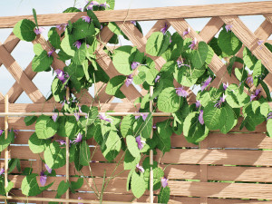 Evergreen Dutchmans Pipe vine 3D Model