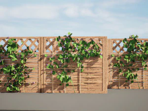 Evergreen Dutchmans Pipe vine 3D Model