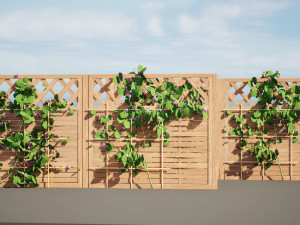 Evergreen Dutchmans Pipe vine 3D Model