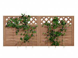 Evergreen Dutchmans Pipe vine 3D Model