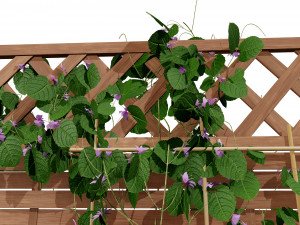Evergreen Dutchmans Pipe vine 3D Model