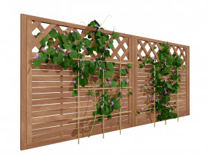 Evergreen Dutchmans Pipe vine 3D Model