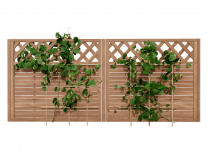 Evergreen Dutchmans Pipe vine 3D Model