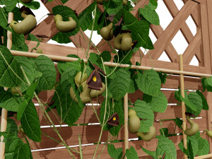 Evergreen Dutchmans Pipe vine 3D Model