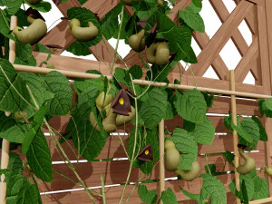 Evergreen Dutchmans Pipe vine 3D Model