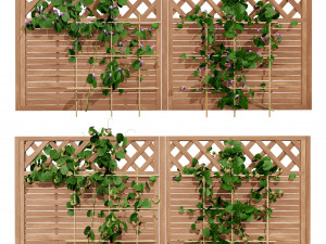Evergreen Dutchmans Pipe vine 3D Model