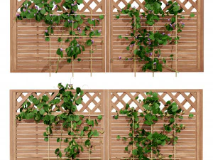 Evergreen Dutchmans Pipe vine 3D Model
