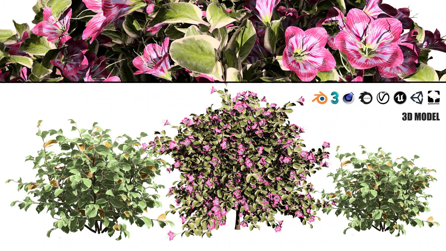 My Monet Weigela shrub 3D Model .c4d .max .obj .3ds .fbx .stl .blend