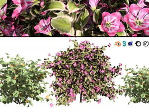 Semak Monet Weigela saya Model 3D