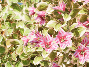 My Monet Weigela shrub 3D Model