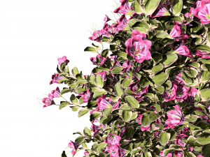 My Monet Weigela shrub 3D मॉडल