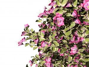 My Monet Weigela shrub 3D Model