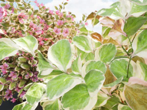 My Monet Weigela shrub 3D Model