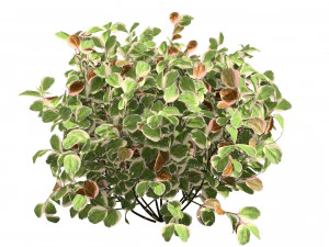 My Monet Weigela shrub 3D Model
